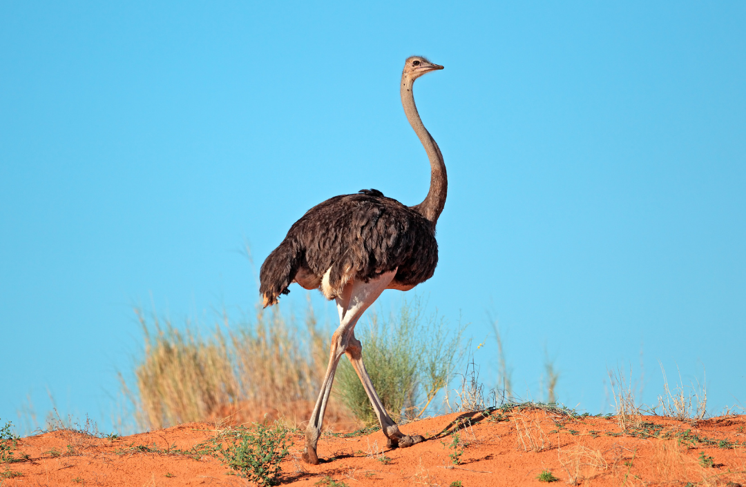 Ostrich – Copy