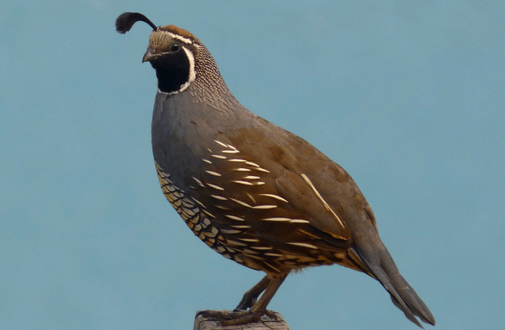 Quail