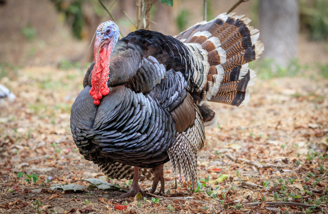 Turkey bird – Copy